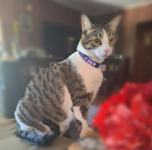 Crown Flower Lei - Cat Collar